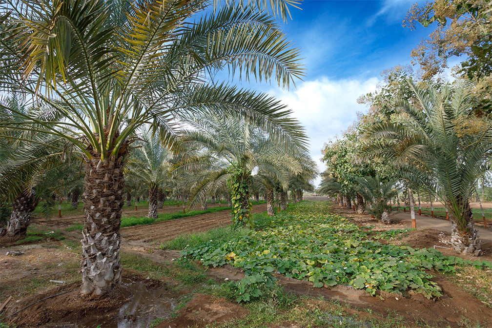 Nature Farm